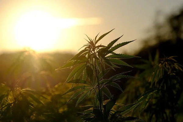 4 Easy Ways to Incorporate CBD into Your Daily Routine.